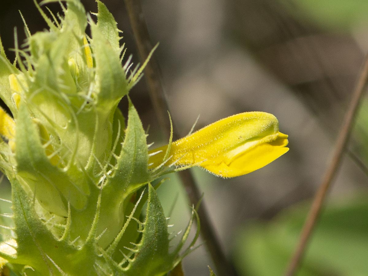 Blüte